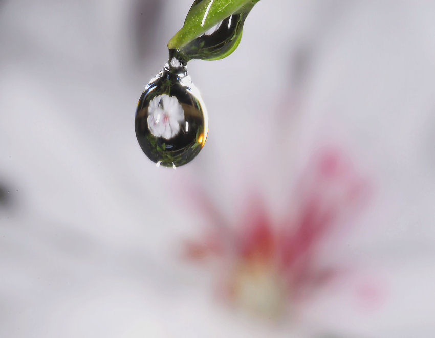 Geranio bianco allo specchio